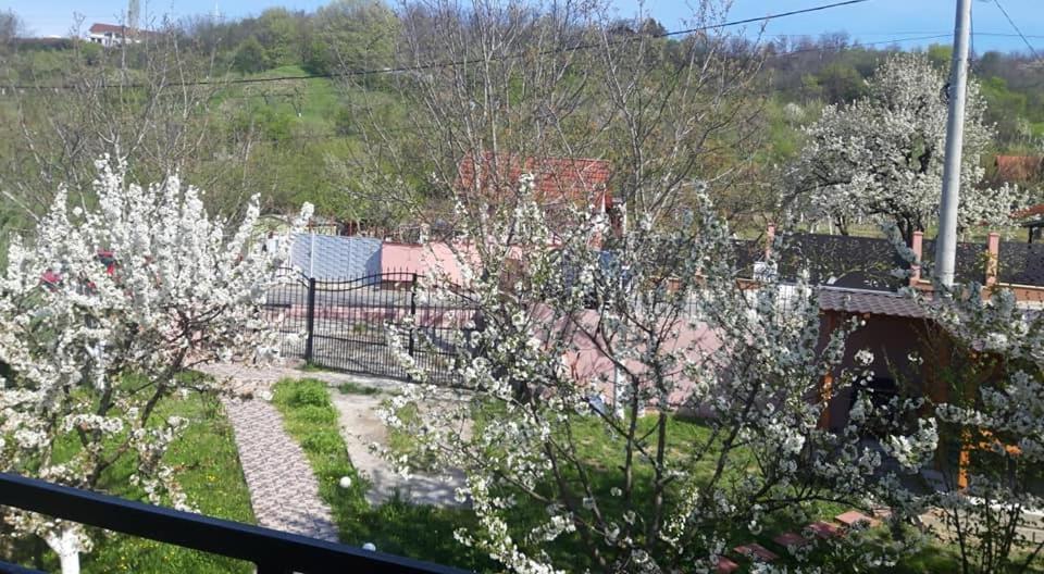 Casa Liana Hotel Oradea Exterior photo